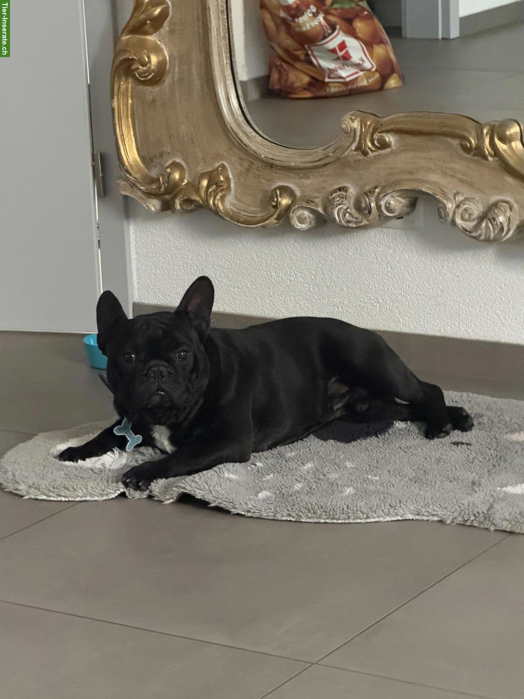 Französische Bulldogge Rüde sucht ein Zuhause