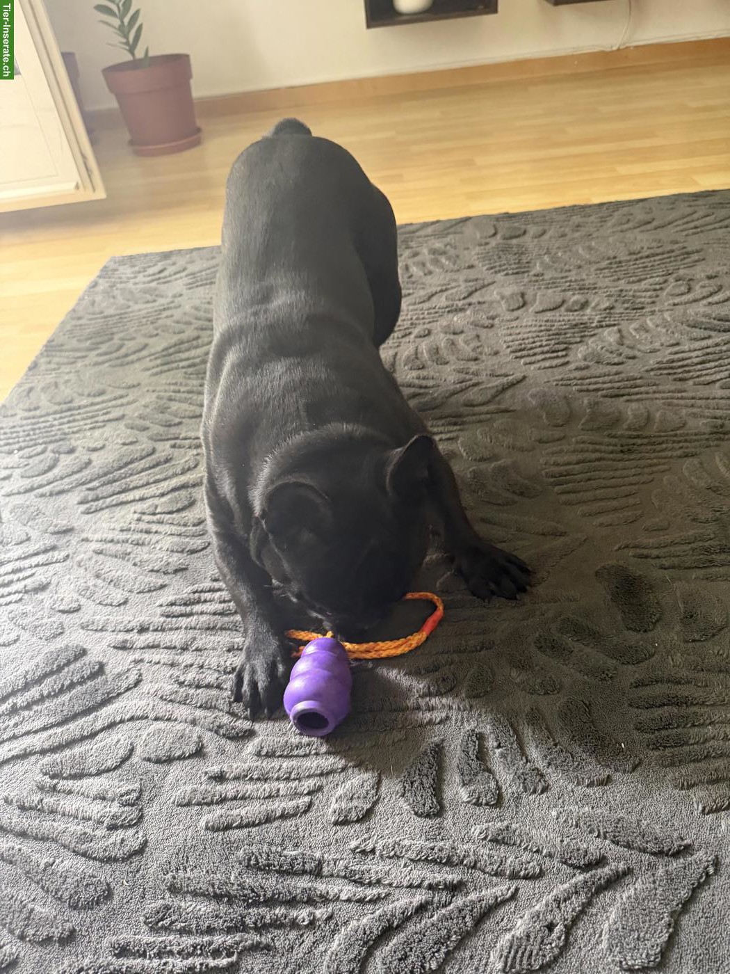 Bild 2: Französische Bulldogge Rüde sucht ein Zuhause