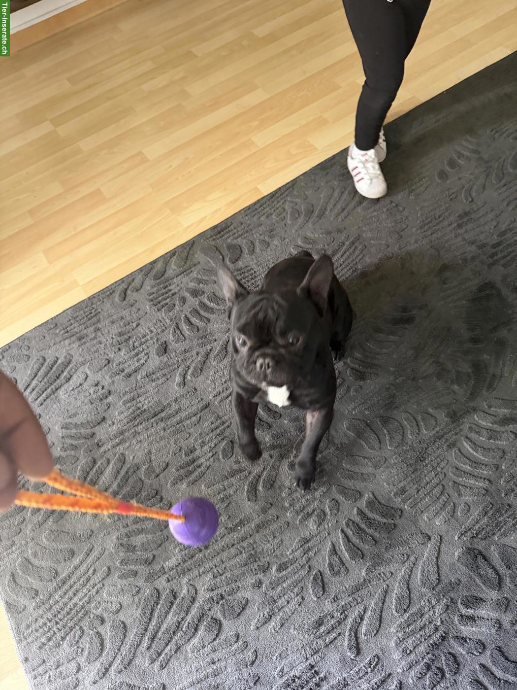 Bild 3: Französische Bulldogge Rüde sucht ein Zuhause