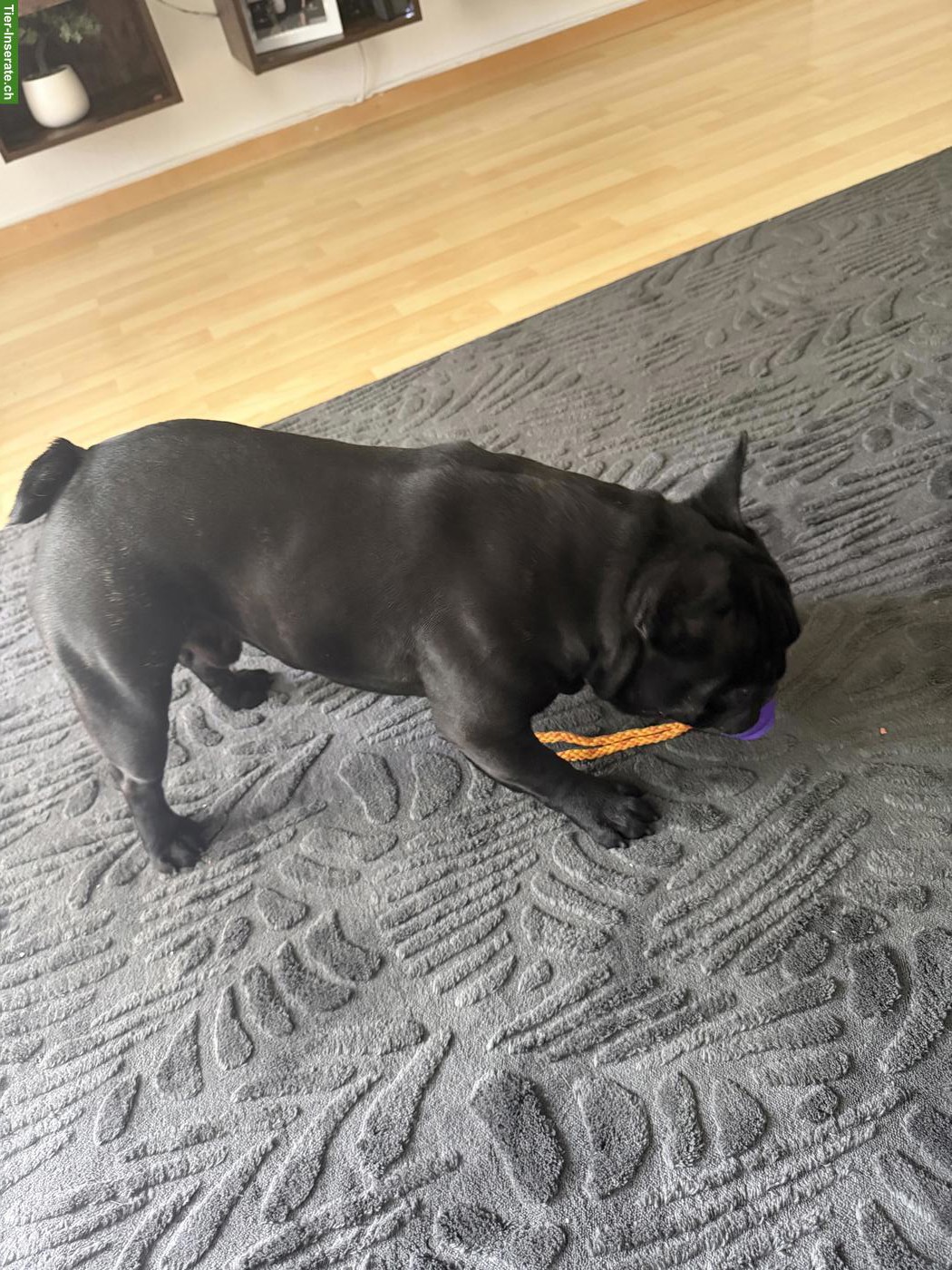 Bild 4: Französische Bulldogge Rüde sucht ein Zuhause