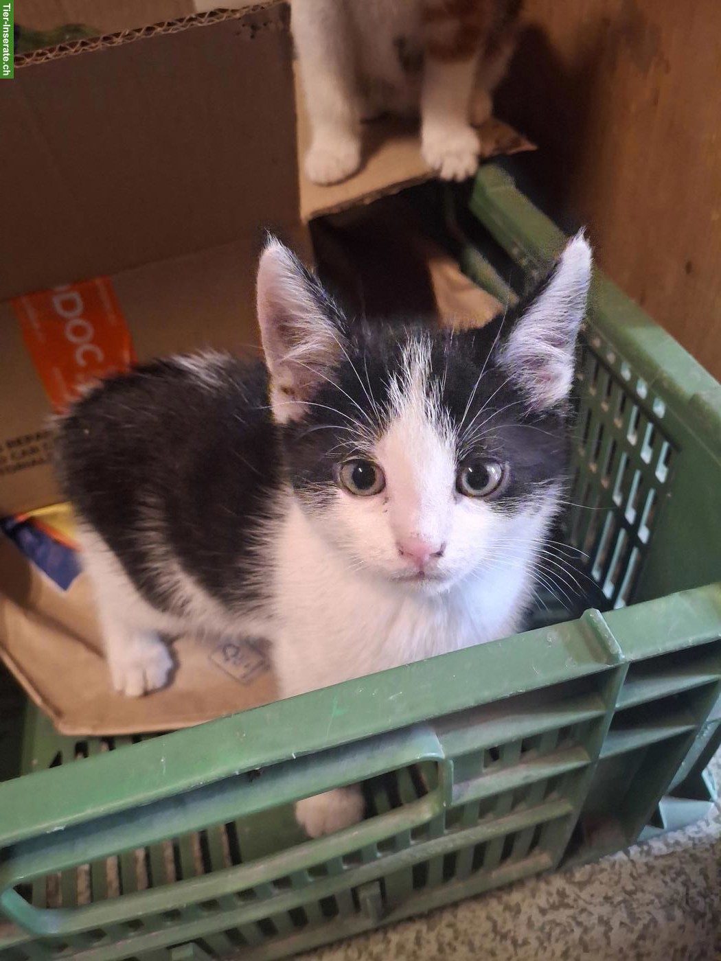 Männliches Kitten sucht Lebensplatz mit Freigang