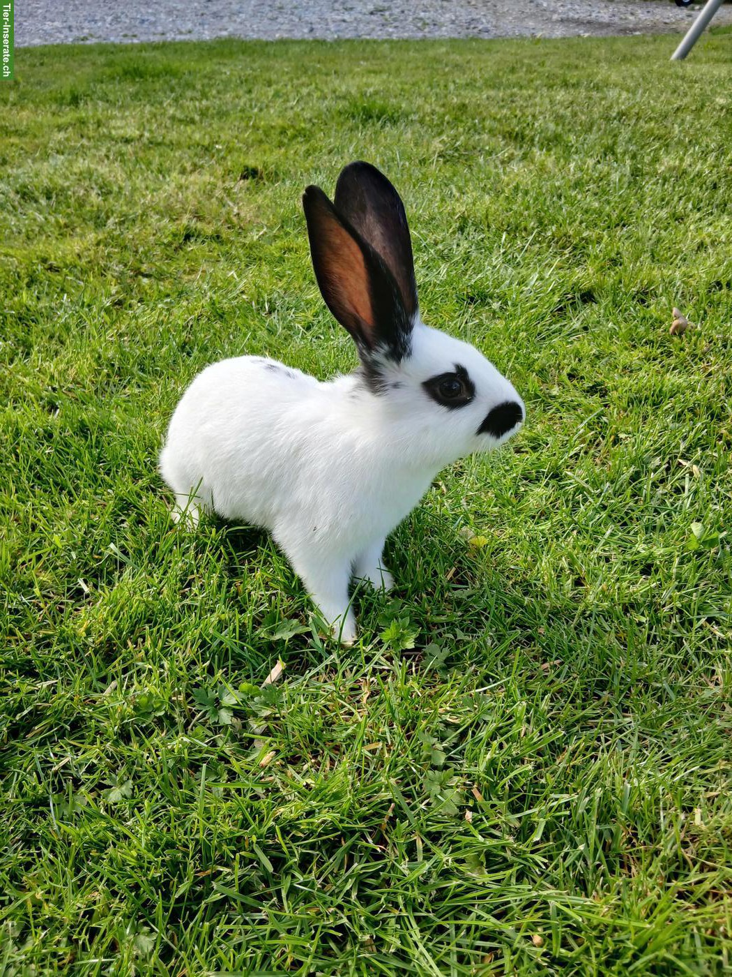 Bild 2: Junge Kaninchen, Deutscher Riese x Schweizer Schecke
