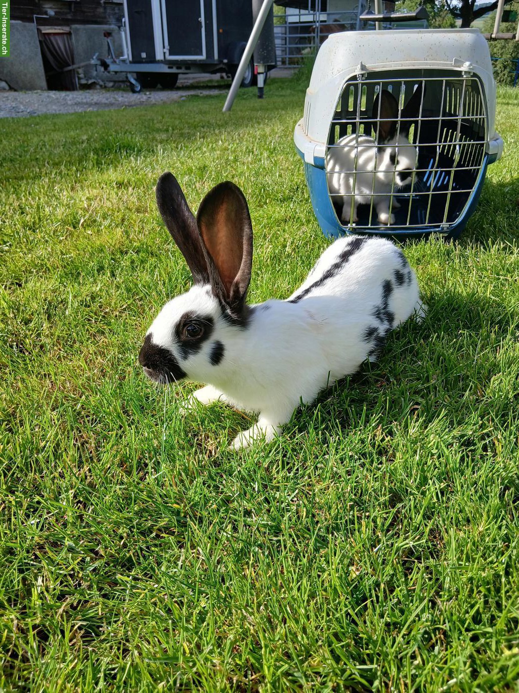 Bild 4: Junge Kaninchen, Deutscher Riese x Schweizer Schecke