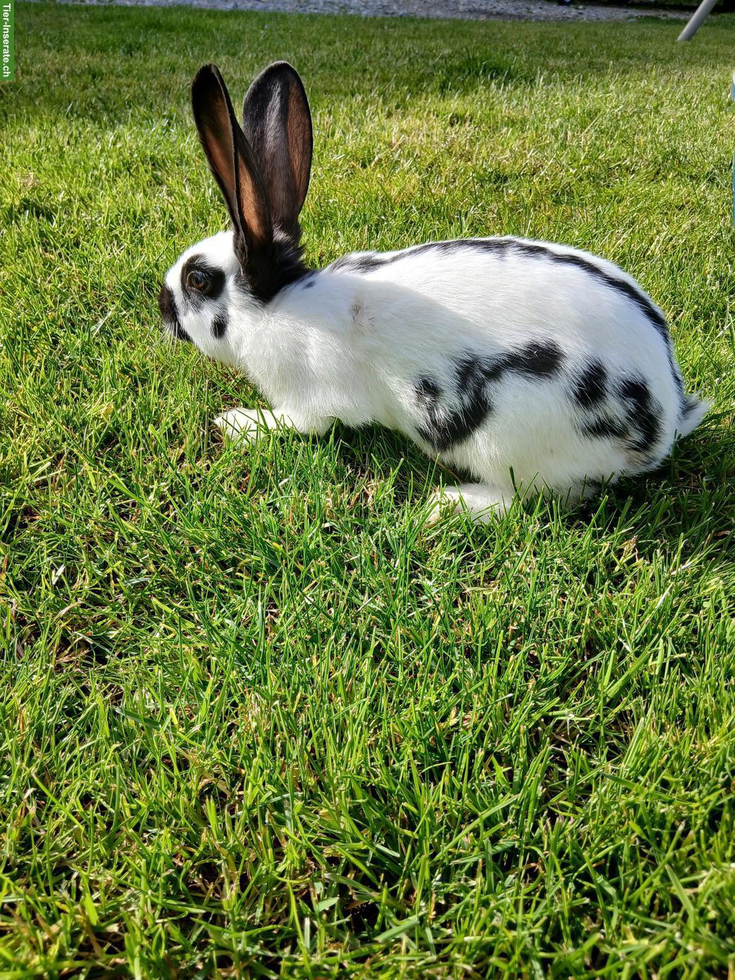 Bild 6: Junge Kaninchen, Deutscher Riese x Schweizer Schecke