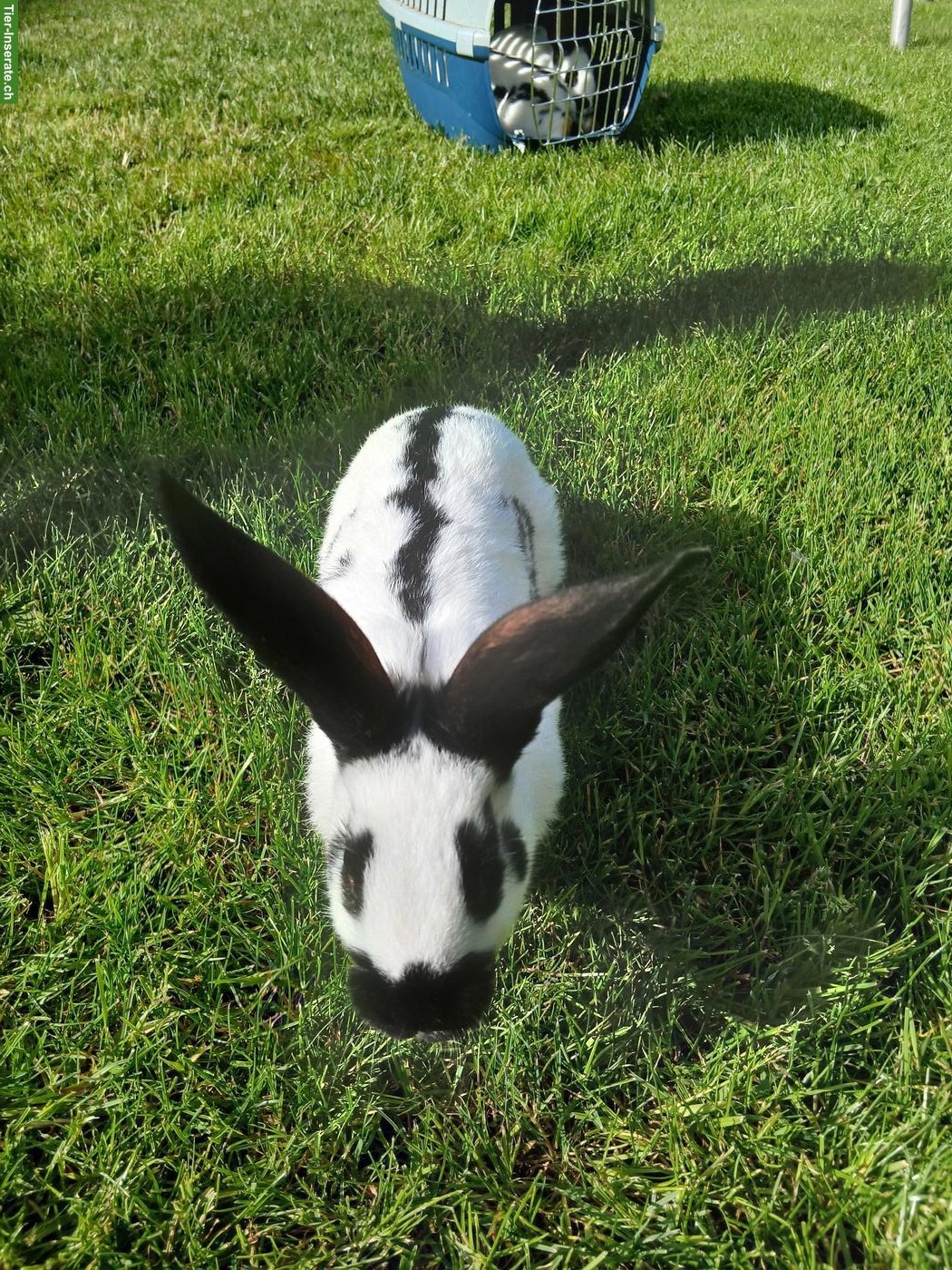 Bild 8: Junge Kaninchen, Deutscher Riese x Schweizer Schecke