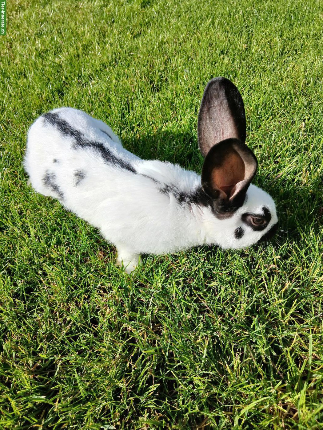 Bild 9: Junge Kaninchen, Deutscher Riese x Schweizer Schecke