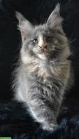 Schönes Maine Coon Kitten (weiblich) sucht seinen Lebensplatz