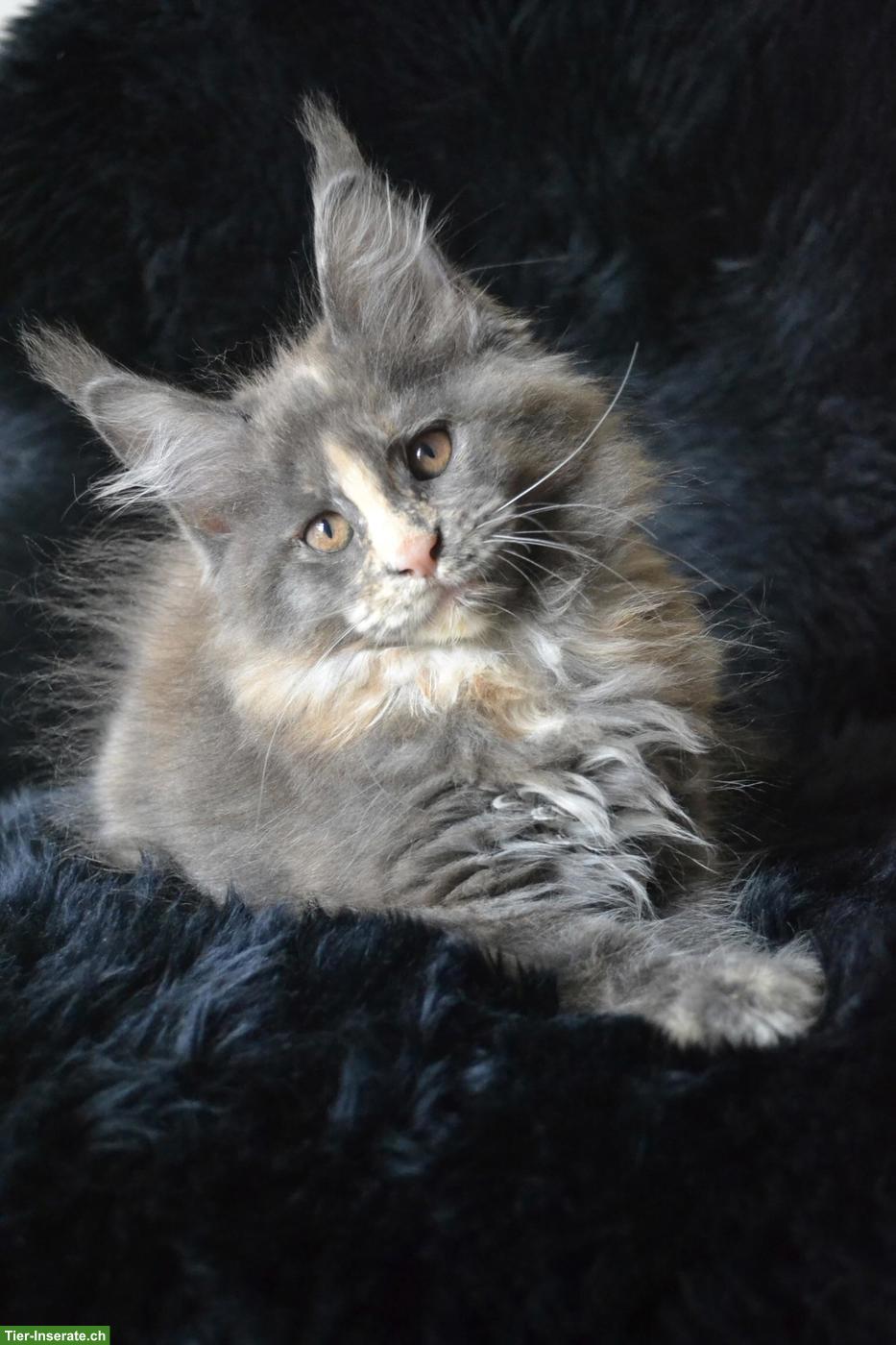 Bild 2: Schönes Maine Coon Kitten (weiblich) sucht seinen Lebensplatz
