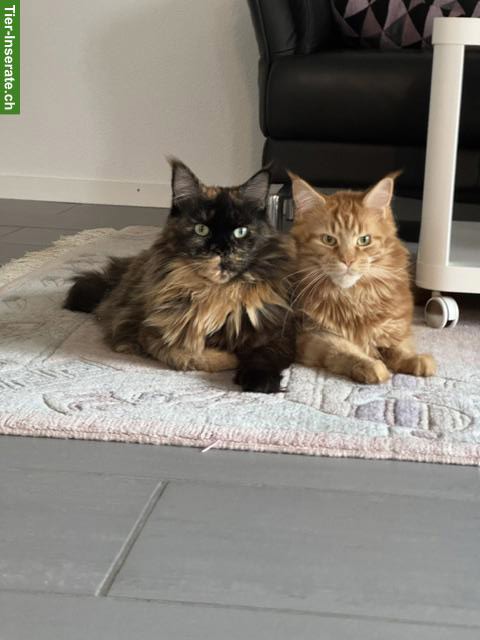 2 schöne grosse Maine Coon Katzen (kastriert) suchen neuen Lebensplatz