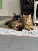 2 schöne grosse Maine Coon Katzen (kastriert) suchen neuen Lebensplatz