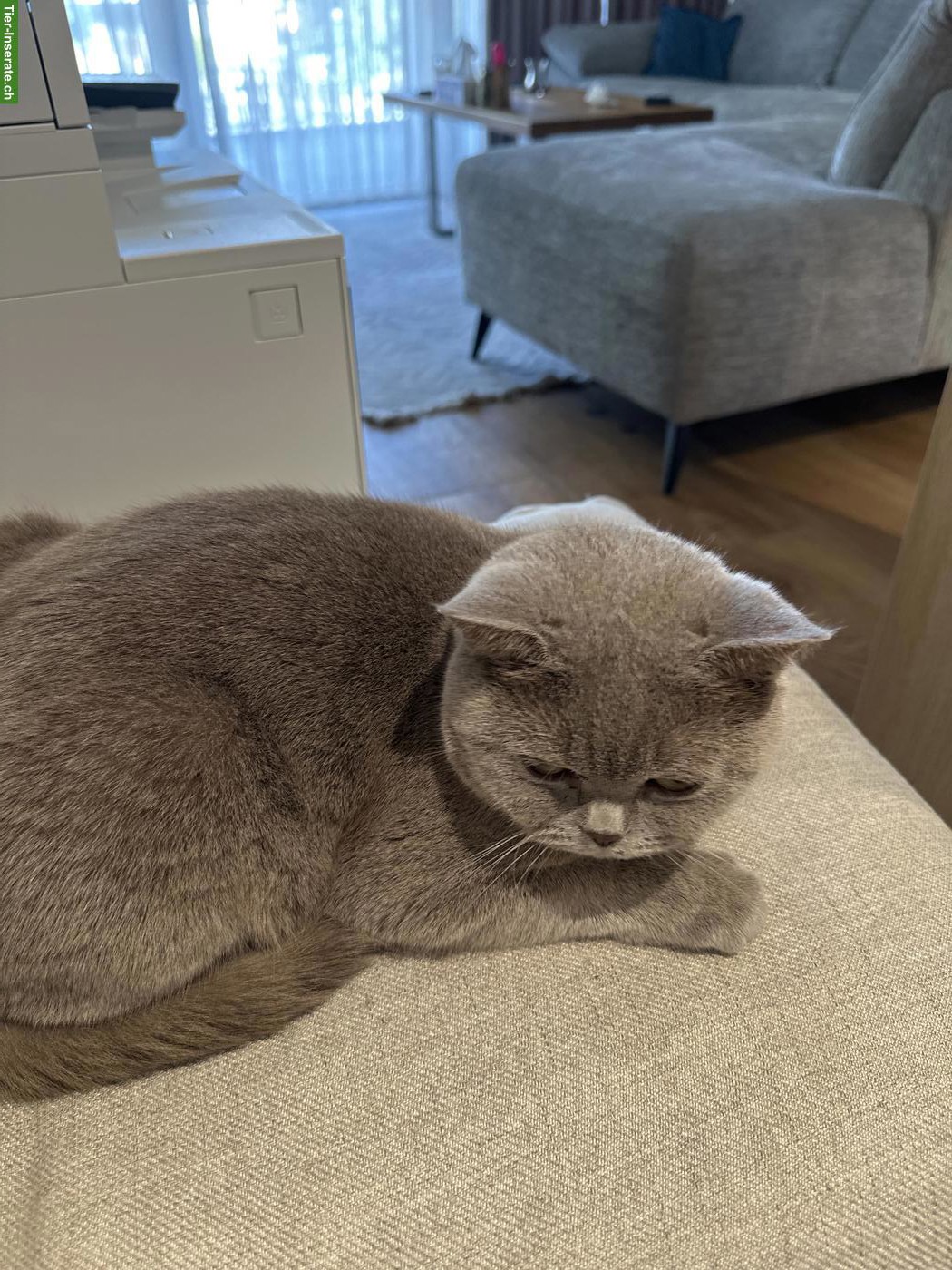2 liebe BKH Katzen suchen ein neues Zuhause