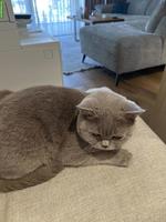 2 liebe BKH Katzen suchen ein neues Zuhause