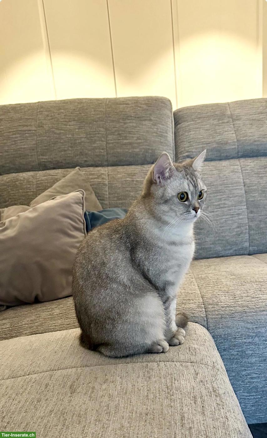 Bild 2: 2 liebe BKH Katzen suchen ein neues Zuhause