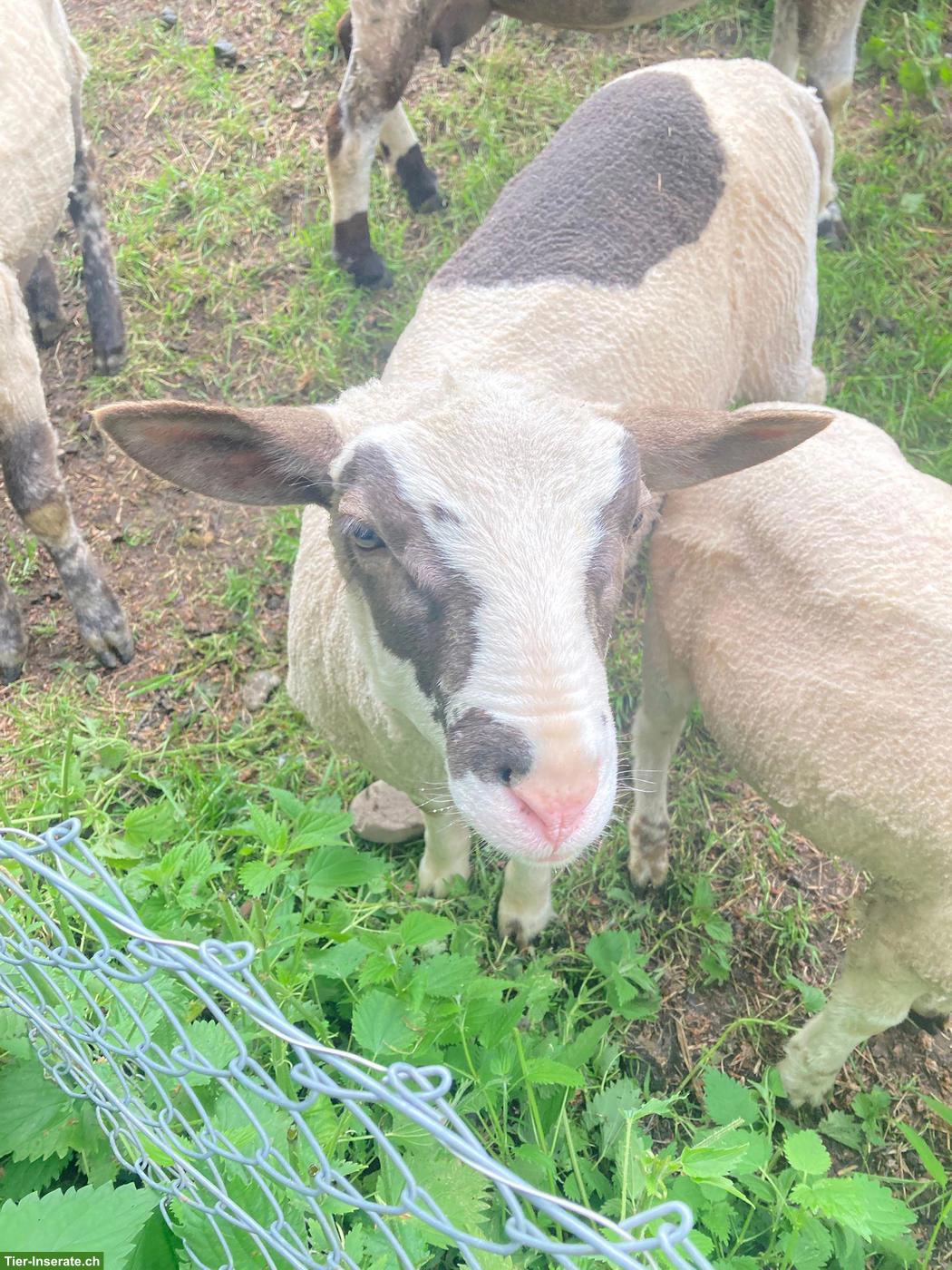 Spiegelschaf-Mix Lammbock