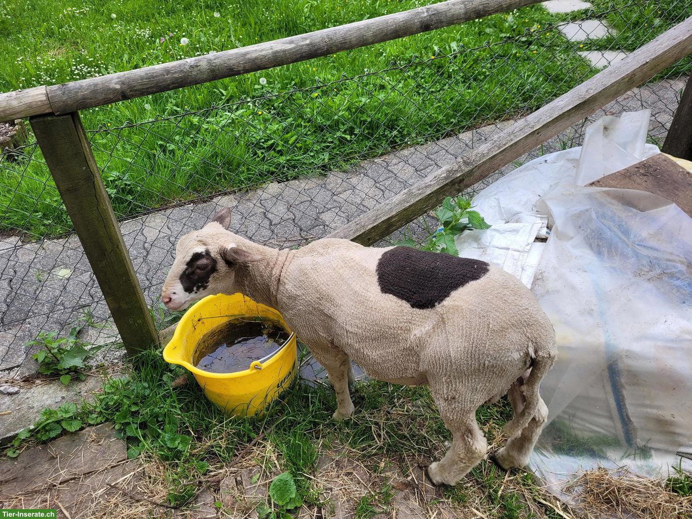 Bild 3: Spiegelschaf-Mix Lammbock