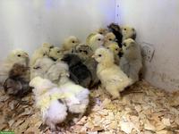US Silkie Küken abzugeben