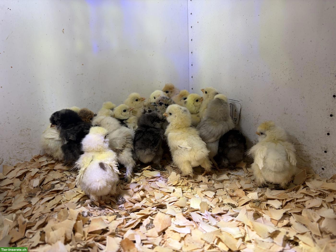 Bild 2: US Silkie Küken abzugeben