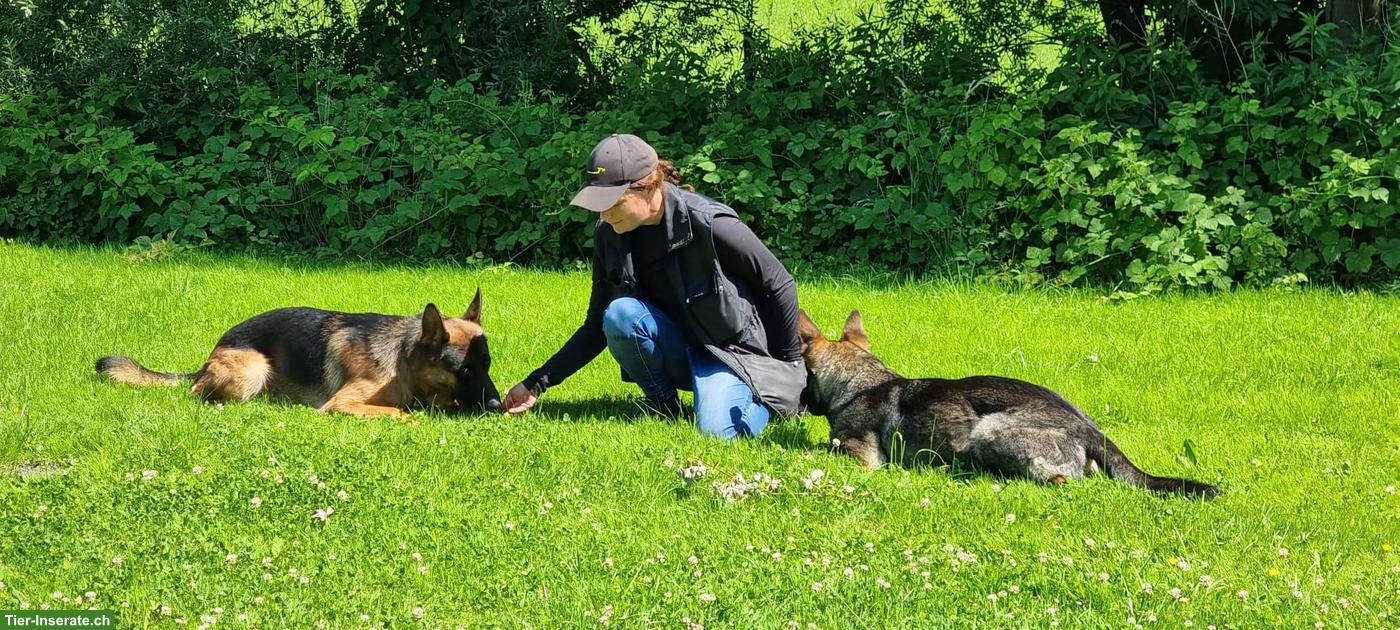 Bild 2: Biete Gassidienst im Raum Auenstein AG