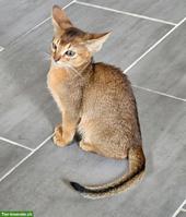 Junges Abessinier Kätzchen (Kater) zu vergeben
