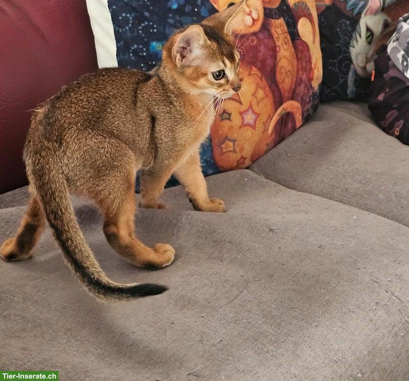 Bild 2: Junges Abessinier Kätzchen (Kater) zu vergeben