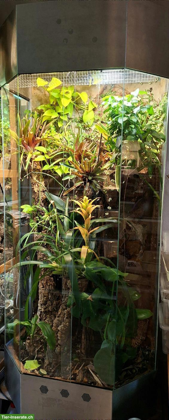 1.0 Kronengecko (Correlophus ciliatus) mit/ohne Terrarium
