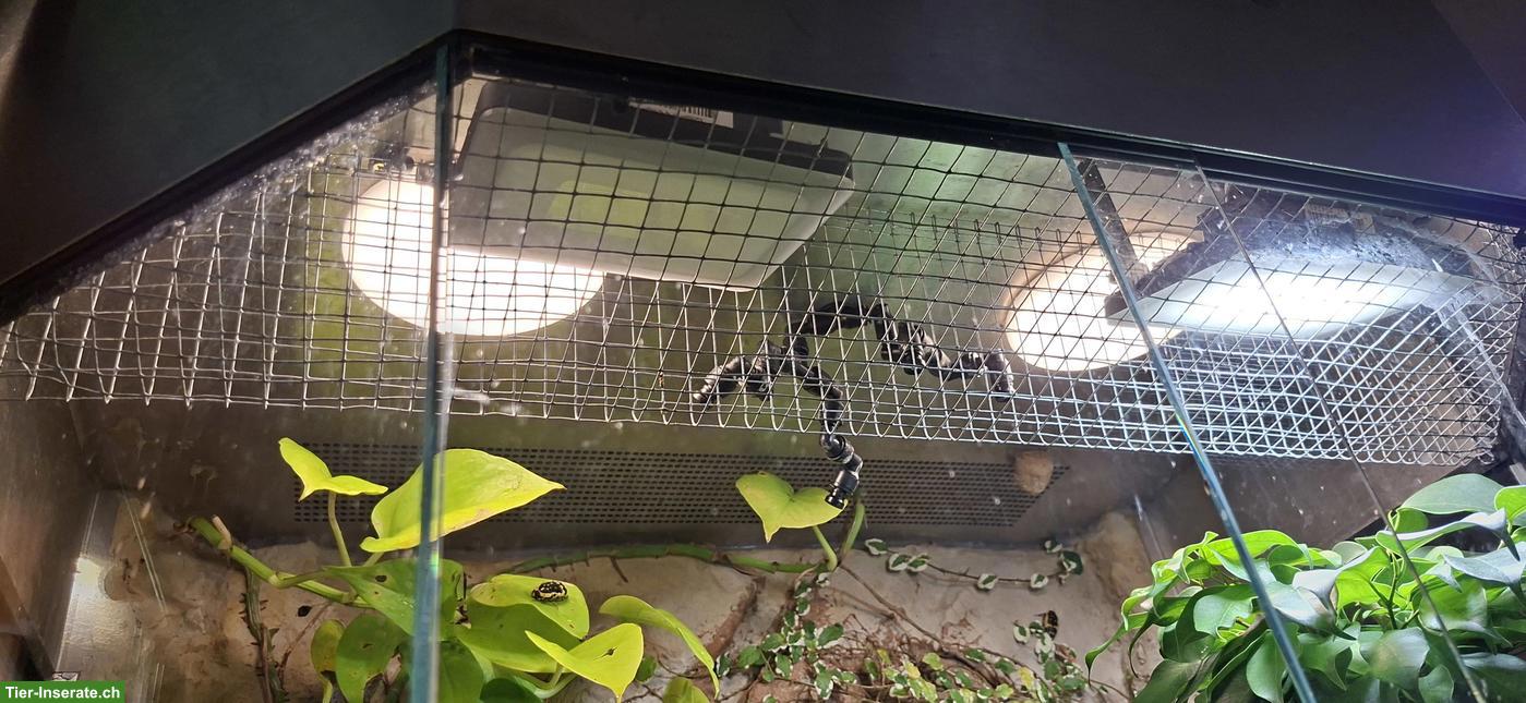 Bild 2: 1.0 Kronengecko (Correlophus ciliatus) mit/ohne Terrarium