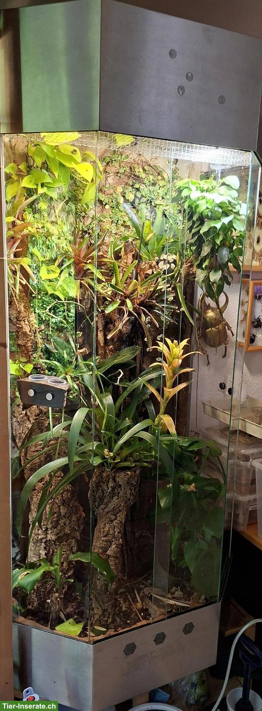 Bild 3: 1.0 Kronengecko (Correlophus ciliatus) mit/ohne Terrarium