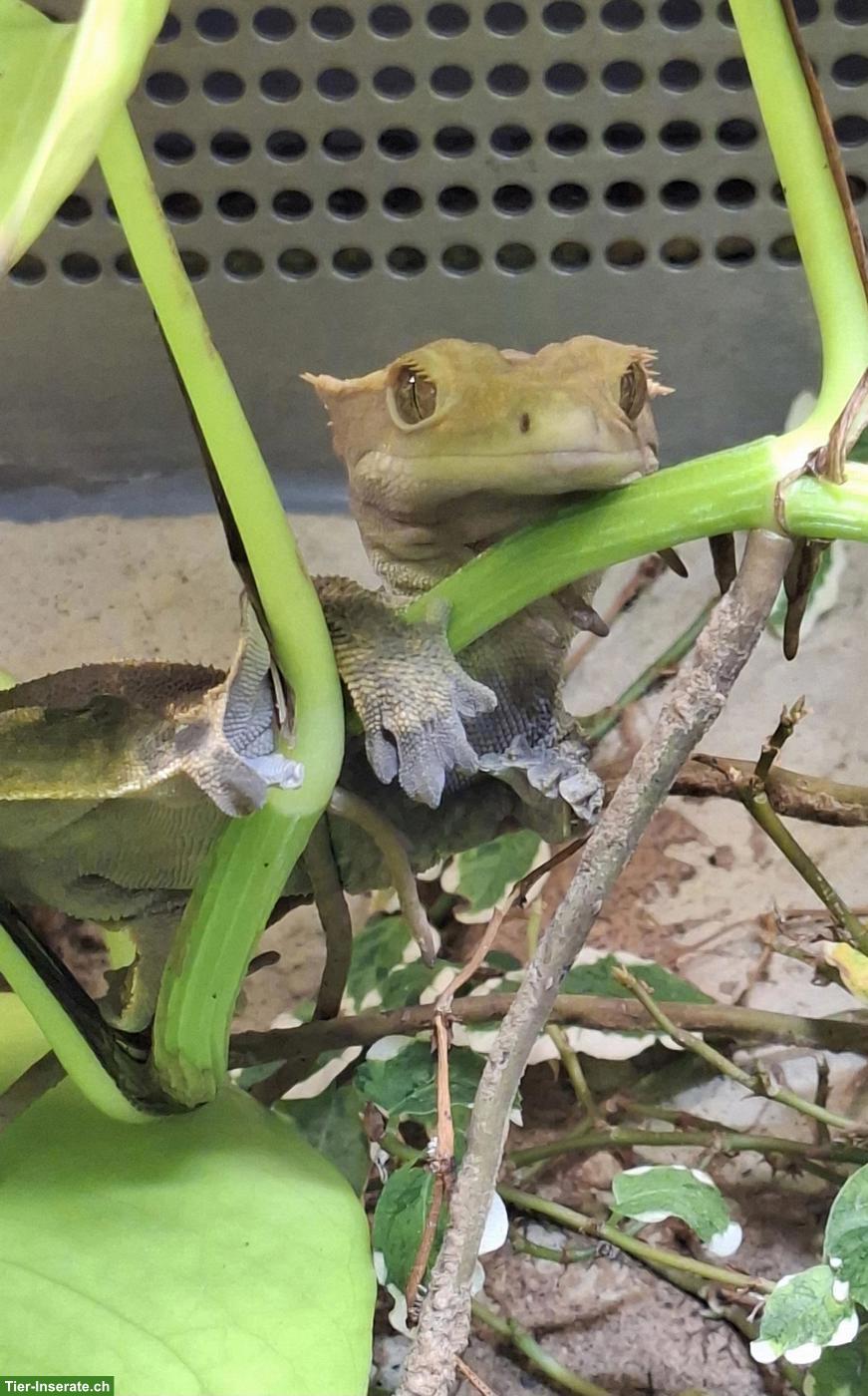 Bild 4: 1.0 Kronengecko (Correlophus ciliatus) mit/ohne Terrarium