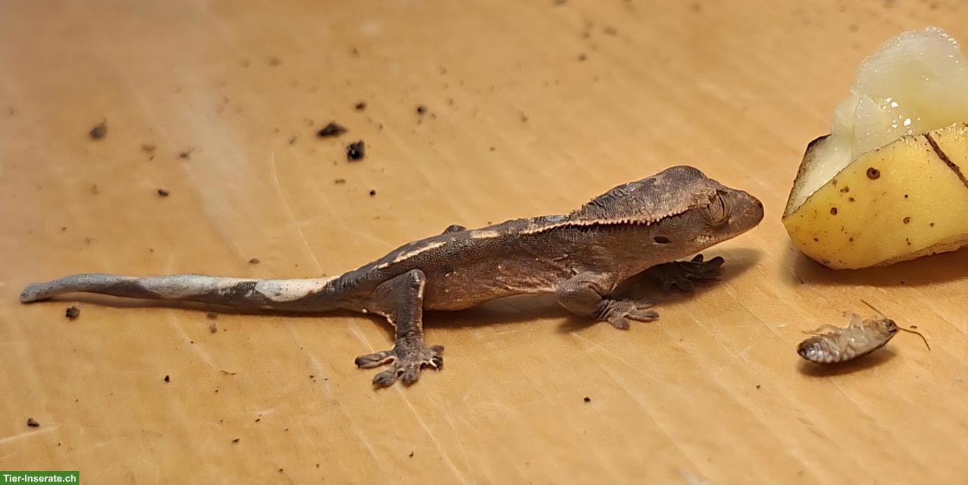 Bild 5: 1.0 Kronengecko (Correlophus ciliatus) mit/ohne Terrarium