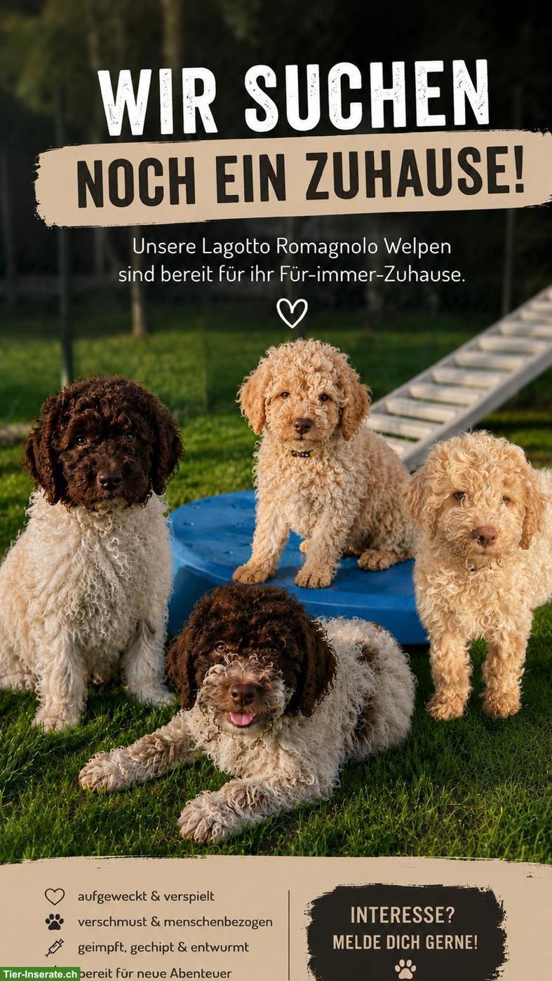 Lagotto Romagnolo Welpen