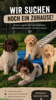 Lagotto Romagnolo Welpen