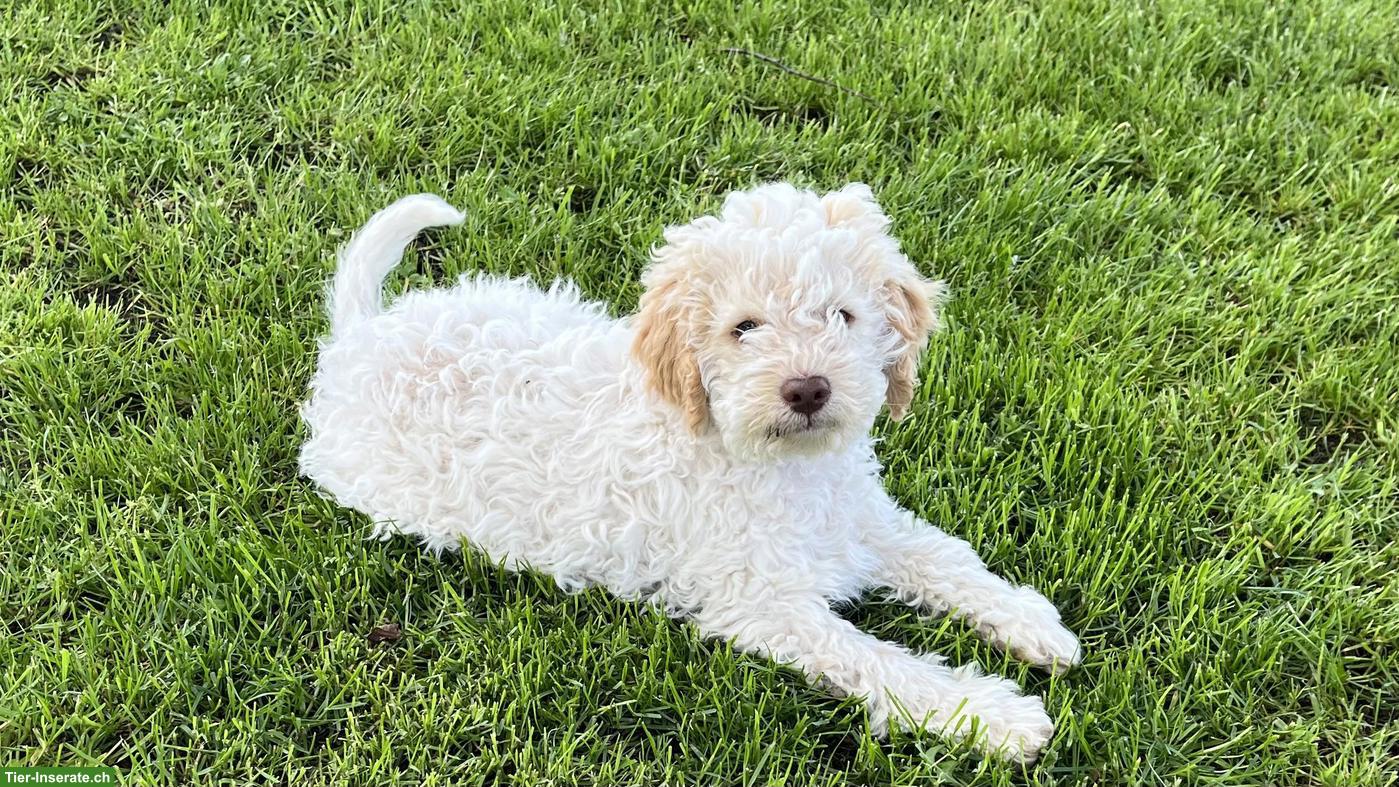 Bild 2: Lagotto Romagnolo Welpen