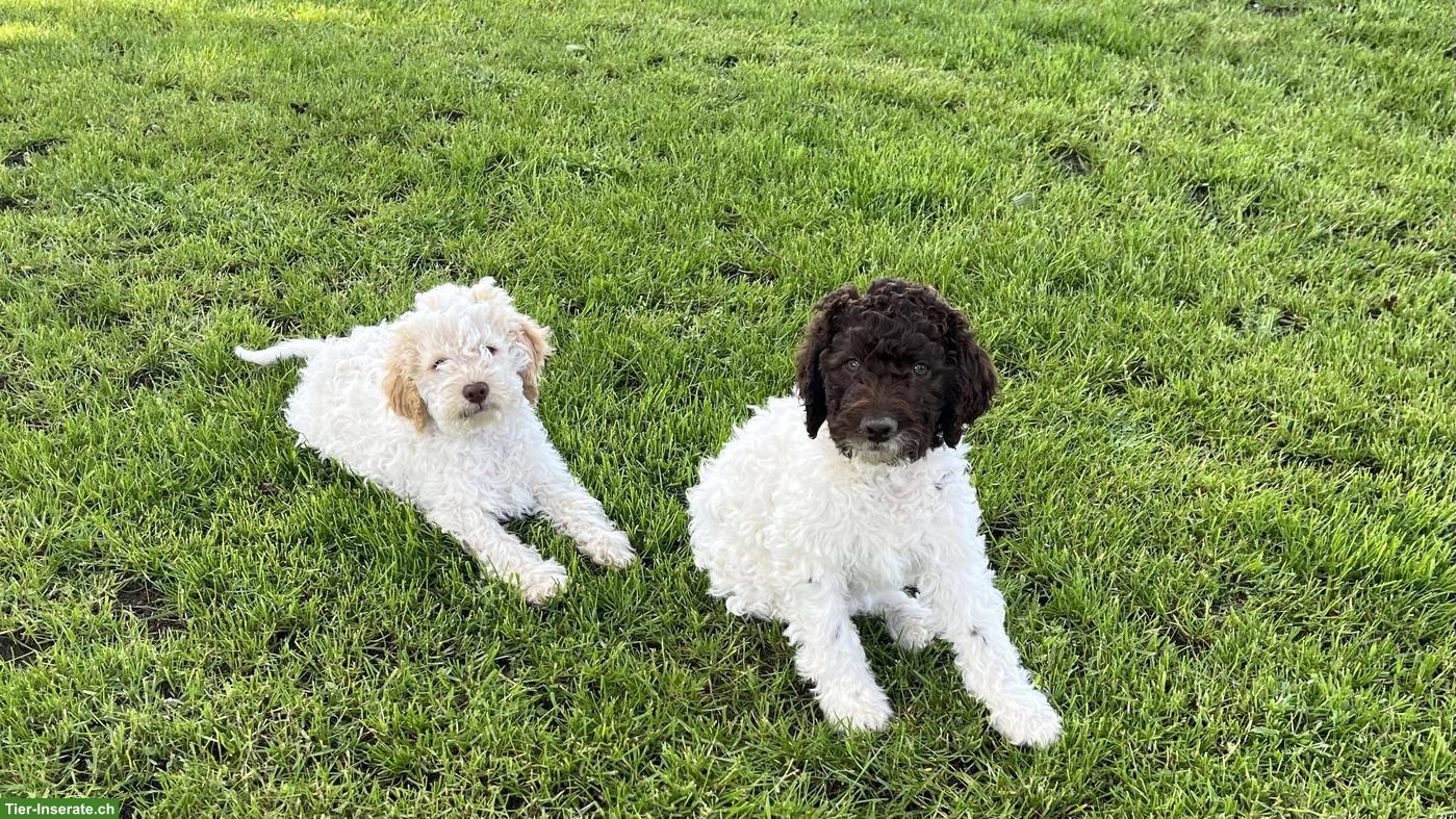 Bild 3: Lagotto Romagnolo Welpen