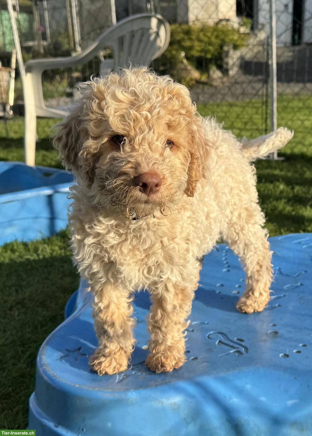 Bild 4: Lagotto Romagnolo Welpen