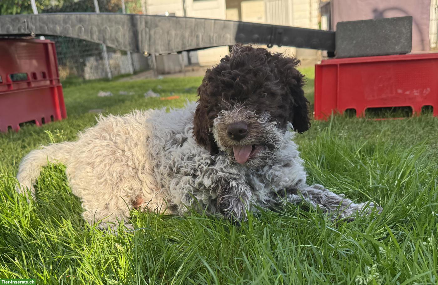 Bild 5: Lagotto Romagnolo Welpen