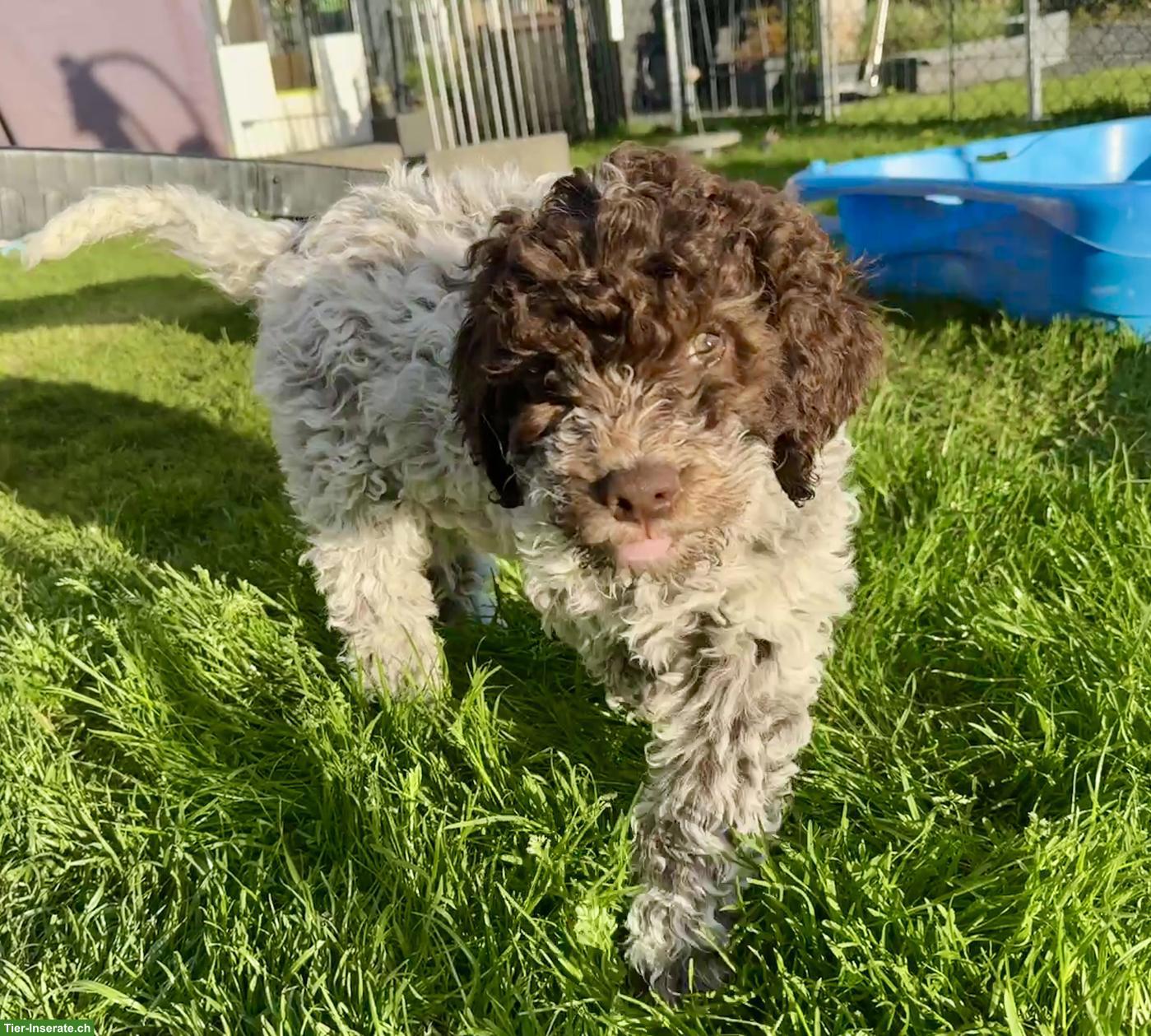 Bild 6: Lagotto Romagnolo Welpen