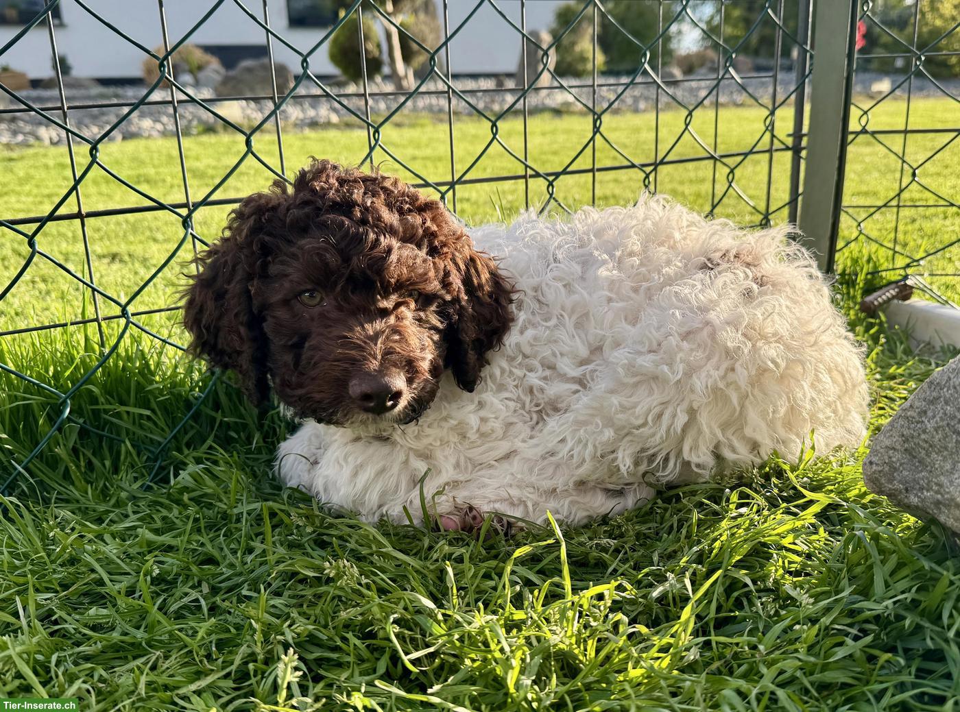 Bild 7: Lagotto Romagnolo Welpen
