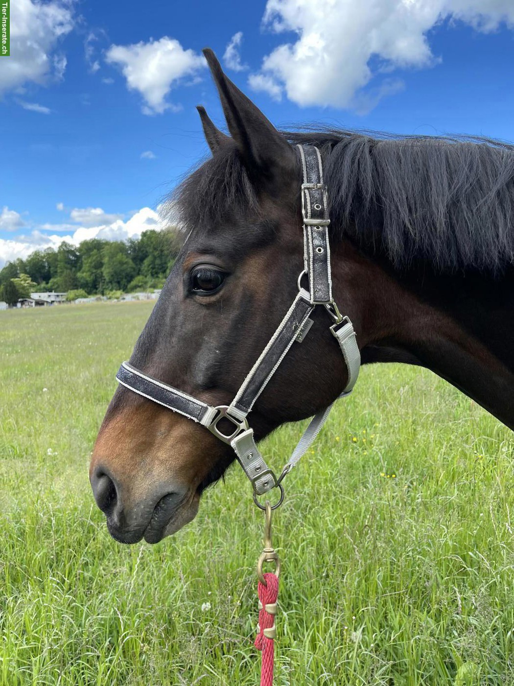 Pferd sucht liebevolle Besitzerin 🥰