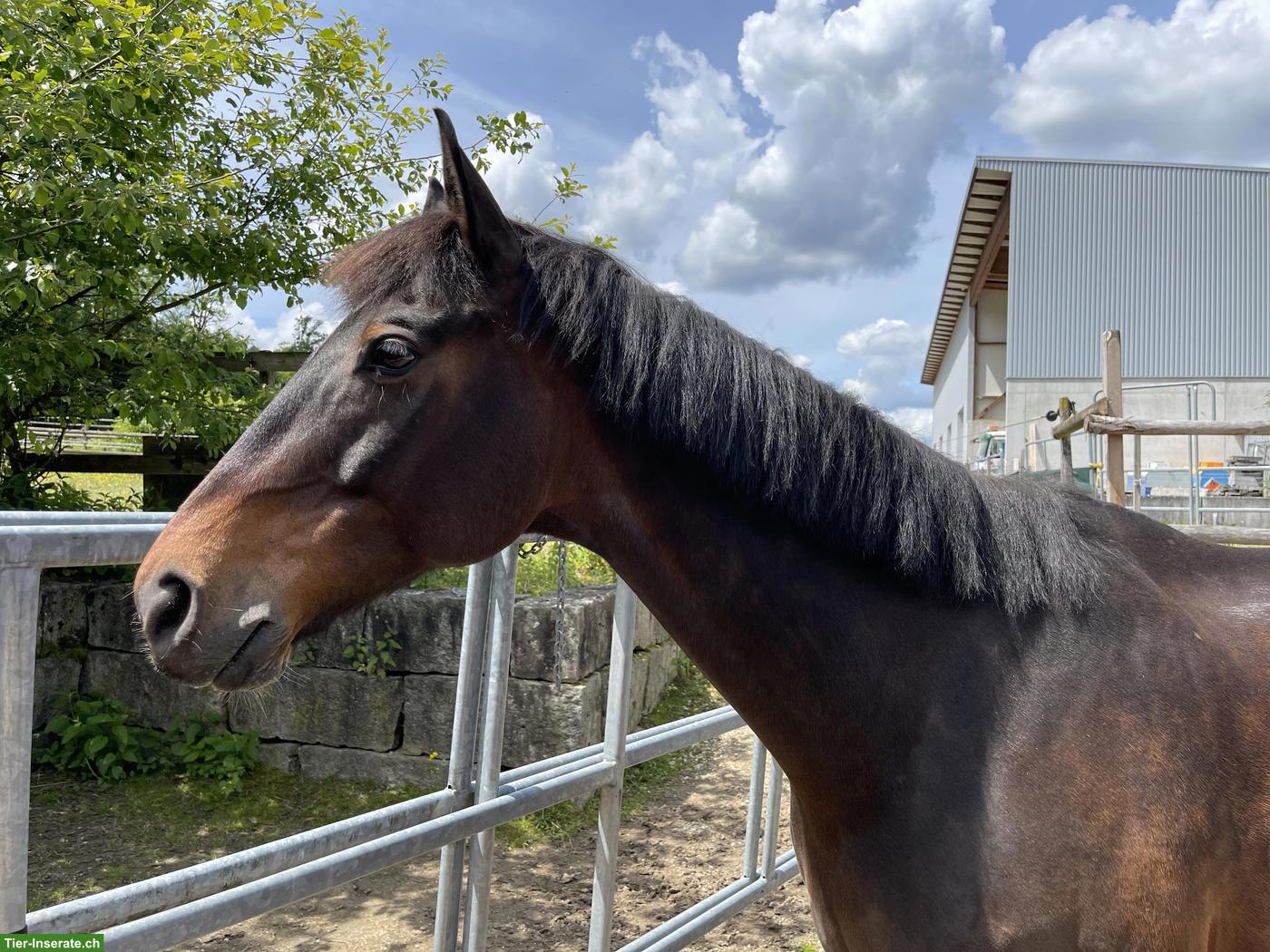 Bild 2: Pferd sucht liebevolle Besitzerin 🥰