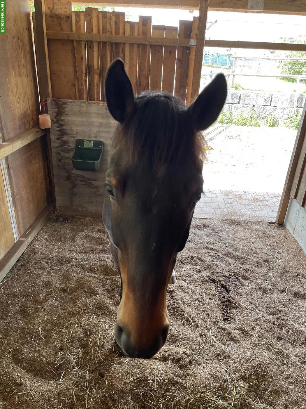Bild 3: Pferd sucht liebevolle Besitzerin 🥰