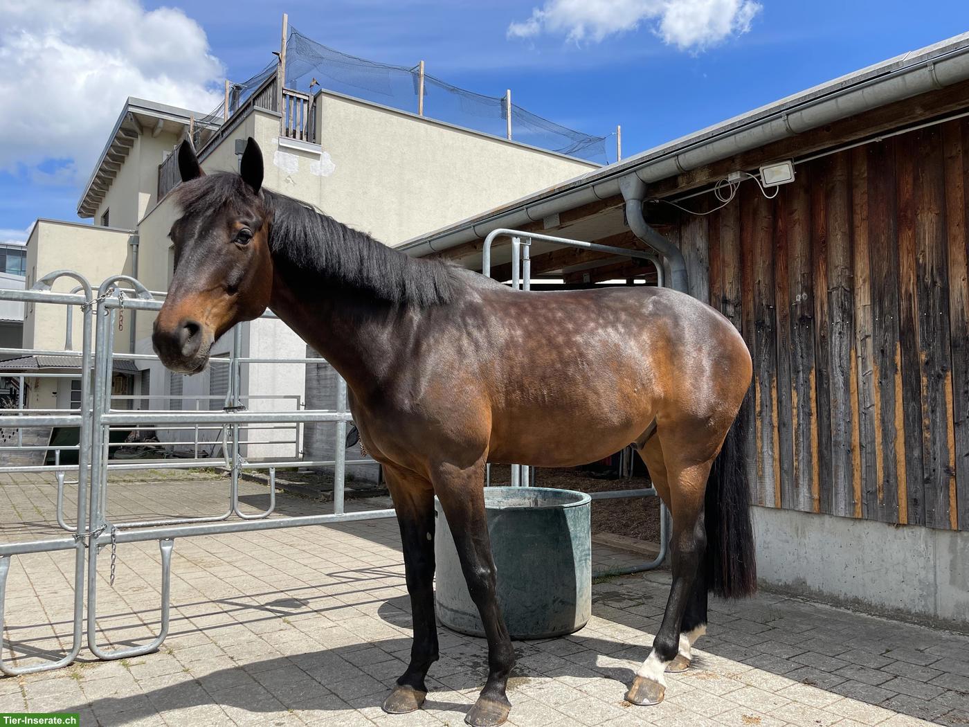 Bild 4: Pferd sucht liebevolle Besitzerin 🥰