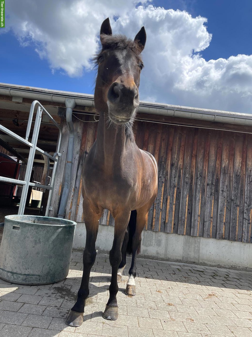 Bild 5: Pferd sucht liebevolle Besitzerin 🥰