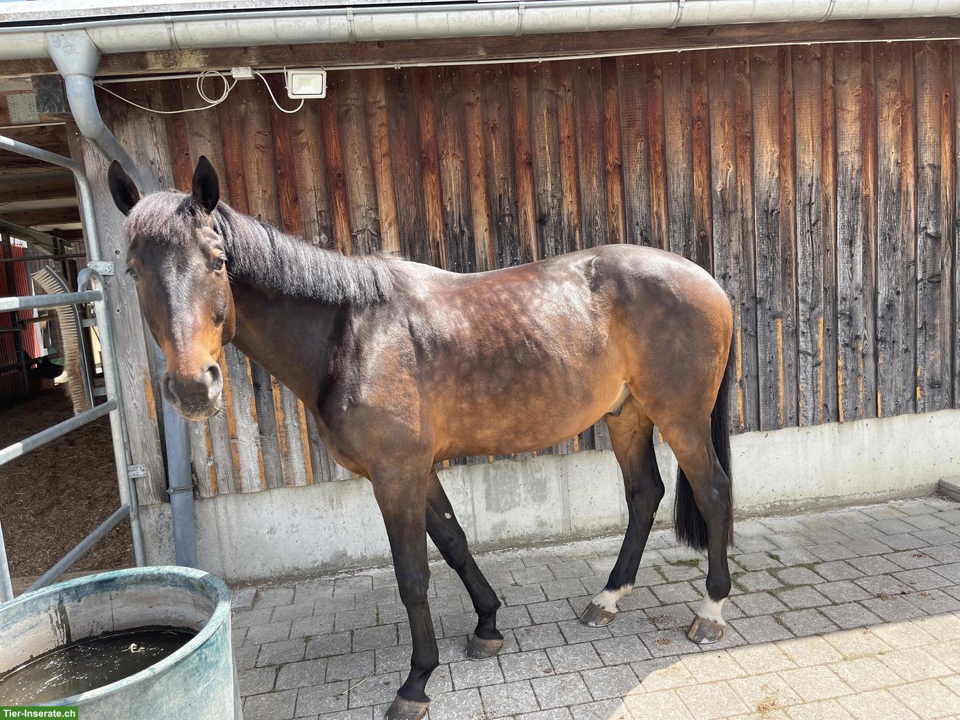 Bild 6: Pferd sucht liebevolle Besitzerin 🥰