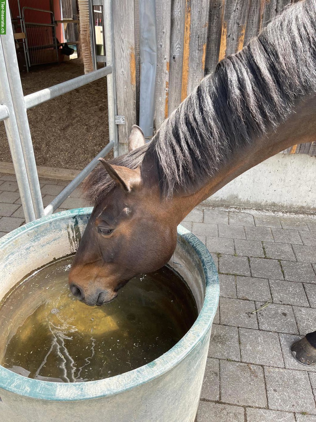Bild 7: Pferd sucht liebevolle Besitzerin 🥰