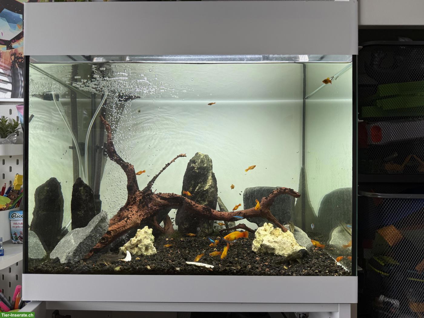 Aquarium Oase StyleLine 85 mit Unterschrank & viel Zubehör
