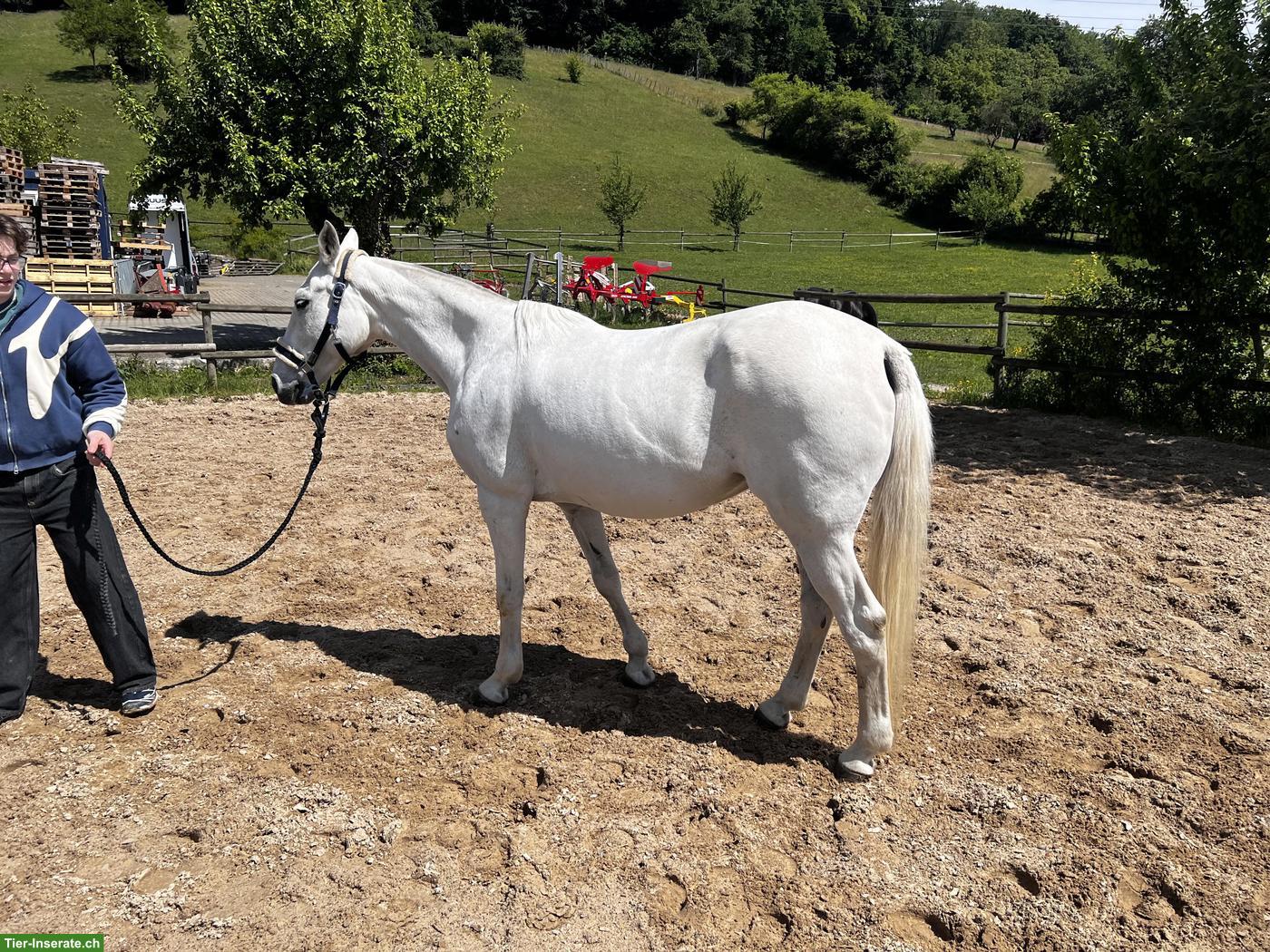 Bild 3: PILI | Schimmel Polo Stute, Jg 2006 zu verkaufen