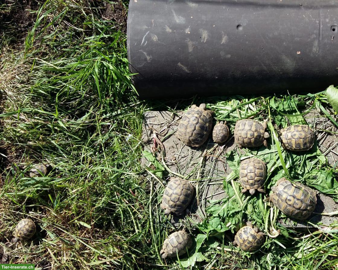 Griechische Landschildkröten zu verkaufen 🐢