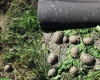 Griechische Landschildkröten zu verkaufen 🐢