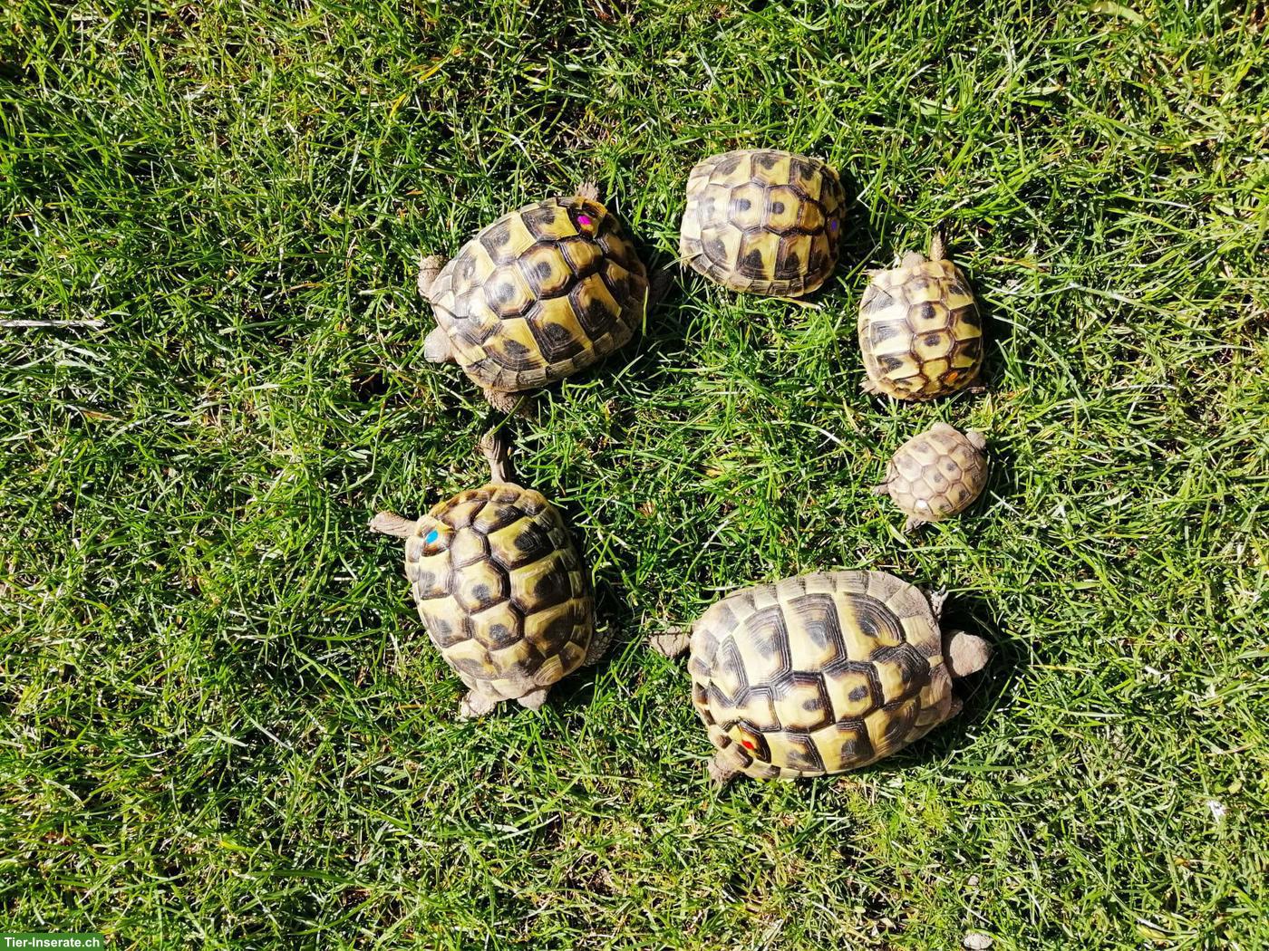 Bild 2: Griechische Landschildkröten zu verkaufen 🐢