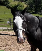 PIRANIA | Gescheckte Polo Stute, Jg. 2005 zu verkaufen